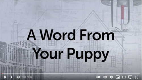 A Word From Your Puppy
